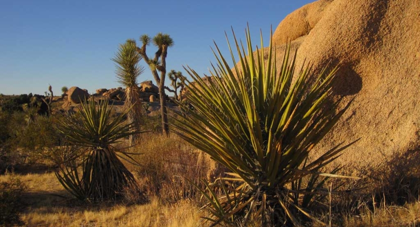 Joshua Trees and other desert plants dot the landscape among large boulders. 